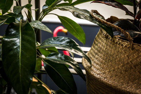 Alabama Hotel Hobart - Accommodation Cooktown 25