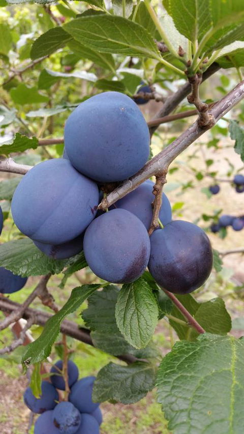 Beezneez B&B - Accommodation Cooktown 16