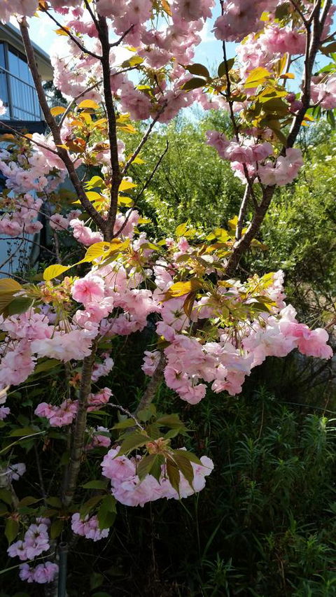 Beezneez B&B - Accommodation Cooktown 14