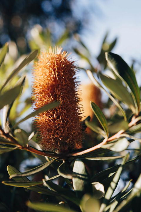 Dunkeld Studio Accommodation - Accommodation Cooktown 19