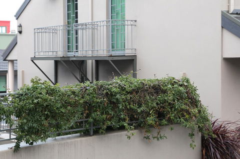 Quality Inn & Suites The Menzies - Accommodation Cooktown 23