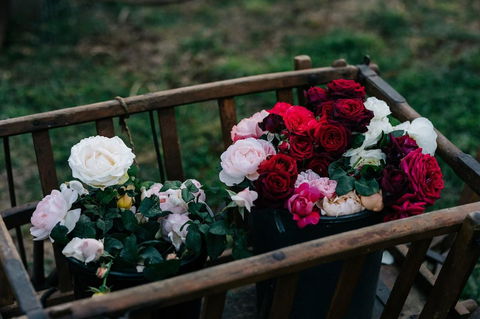 Acre Of Roses - Accommodation Cooktown 21