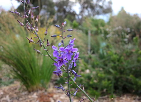 The Chocolate Lily Bed & Breakfast - Accommodation Cooktown 3