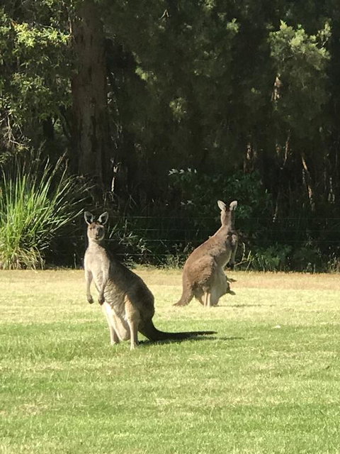 Tinglewood Cabins - Accommodation Cooktown 2