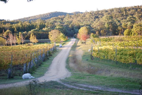 Twisted Gum Vineyard Cottage - Accommodation Cooktown 1