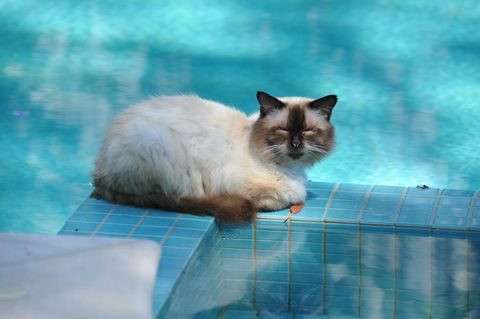 Villa Nirvana - Accommodation Cooktown 3