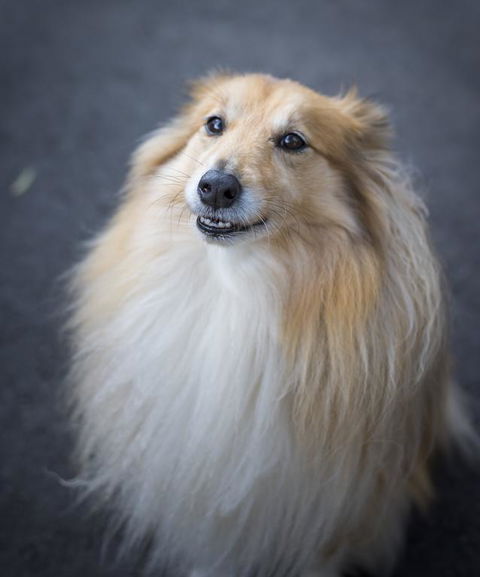 Walhalla Wild Cherry - Accommodation Cooktown 3