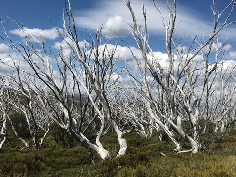 Alpine Aspects - Accommodation Cooktown 37