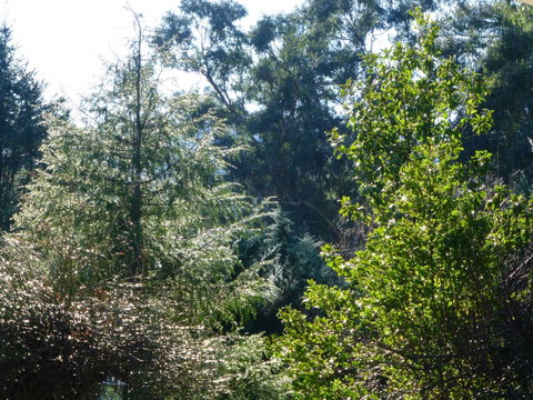 Alpine Aspects - Accommodation Cooktown 8