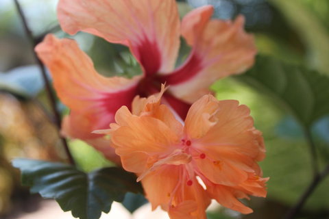 Amaroo On Mandalay, Magnetic Island - Accommodation Cooktown 34