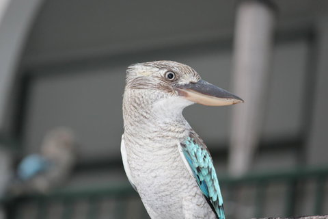 Amaroo On Mandalay, Magnetic Island - Accommodation Cooktown 28