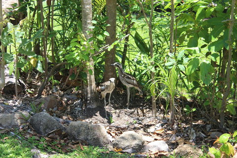 Amaroo On Mandalay, Magnetic Island - Accommodation Cooktown 40