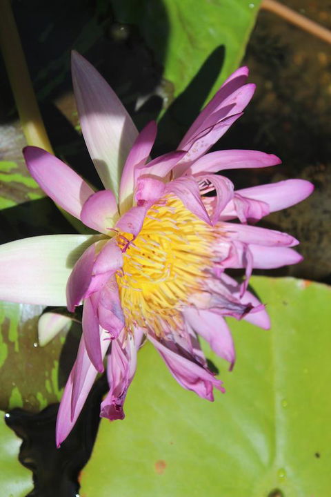 Amaroo On Mandalay, Magnetic Island - Accommodation Cooktown 41