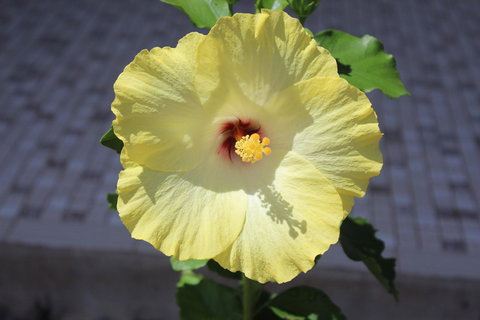 Amaroo On Mandalay, Magnetic Island - Accommodation Cooktown 43