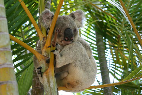 Amaroo On Mandalay, Magnetic Island - Accommodation Cooktown 44