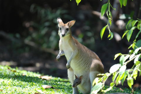 Sanctuary Palm Cove - Accommodation Cooktown 6