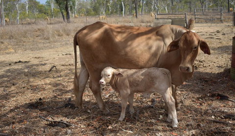 Ironbark House - Accommodation Cooktown 27