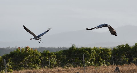 Ironbark House - Accommodation Cooktown 35