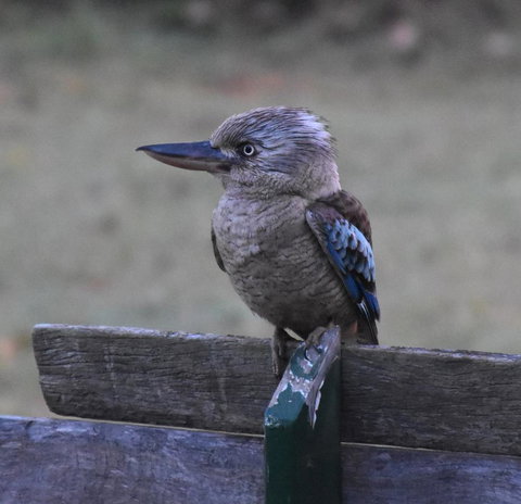 Ironbark House - Accommodation Cooktown 4