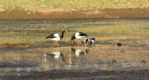 Ironbark House - Accommodation Cooktown 34