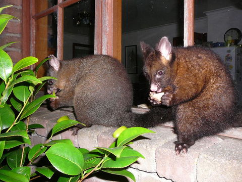 Wind Song Bed & Breakfast - Accommodation Cooktown 2