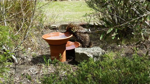 Wind Song Bed & Breakfast - Accommodation Cooktown 3