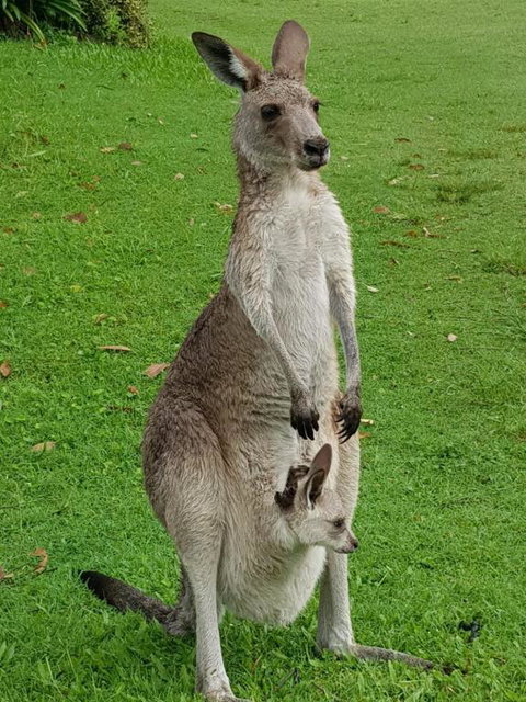 At Melaleuca 3 - Accommodation Cooktown 3