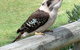 At Melaleuca 3 - thumb 4