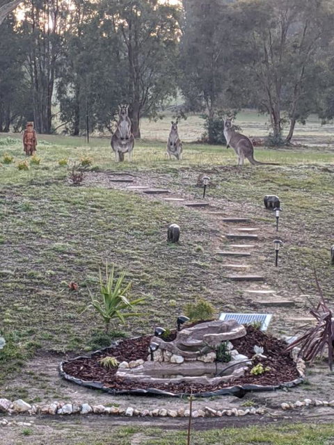 Australian Wildlife At Your Door - Accommodation Cooktown 0