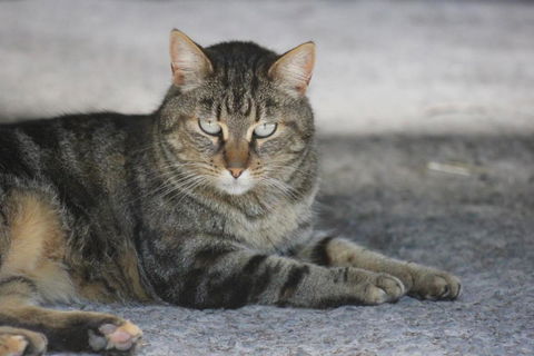 Avoca Park Equestrian Farmstay - Accommodation Cooktown 4