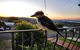 Bateau Bay Family Escape - Magical Sunset Views - thumb 1