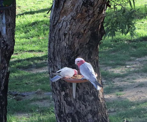 A Stanthorpe Getaway - Accommodation Cooktown 2