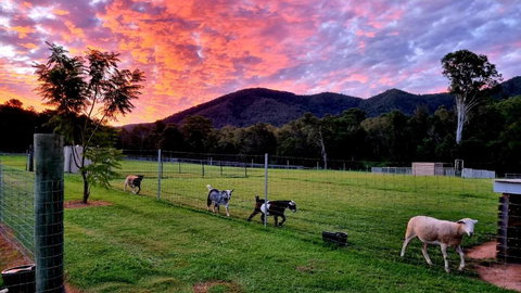 Fig Tree Farm B&B Highvale-Farmstay Near Brisbane! - Accommodation Cooktown 4