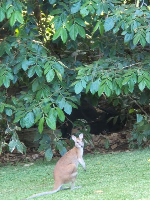 Greenhills Retreat - Accommodation Cooktown 3