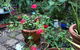 Historic Secluded Garden Cottage - thumb 2
