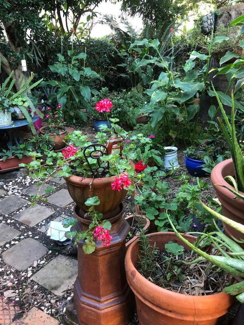 Historic Secluded Garden Cottage - Accommodation Cooktown 2