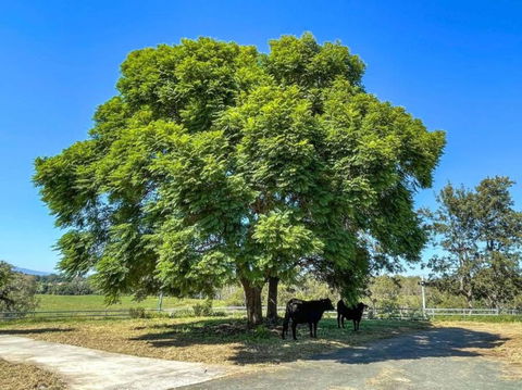 Mountain Majesty With Poolside Relaxing Getaway - Accommodation Cooktown 3