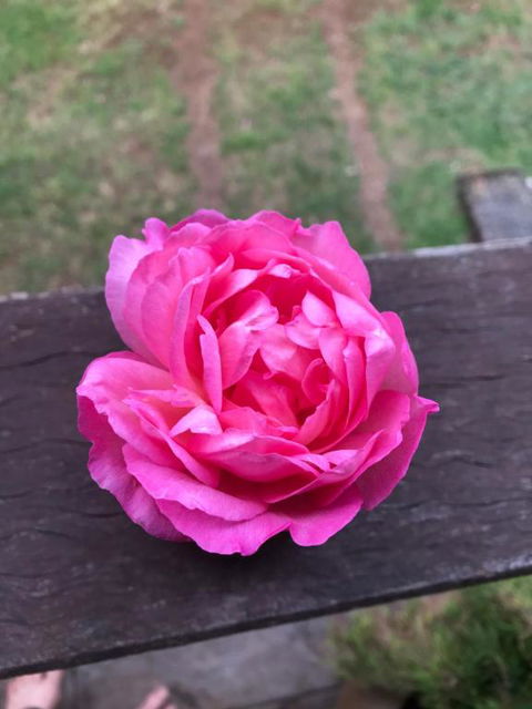 PK Illusions - Accommodation Cooktown 1