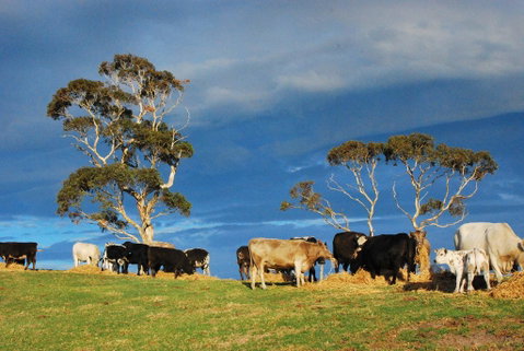 Back Valley Farm Stay Bed And Breakfast - Accommodation Cooktown 2