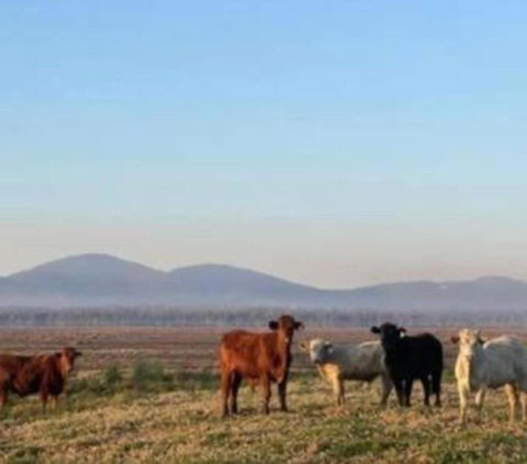 Rosemont By Tiny Away - Accommodation Cooktown 3