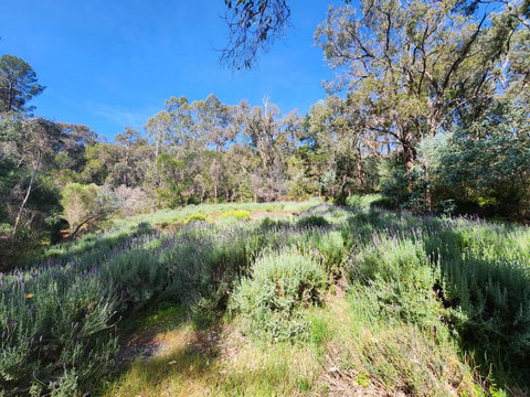 The Lavender Patch - Accommodation Cooktown 3