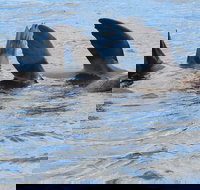 Twilight Sail Bruny Island - Accommodation Cooktown