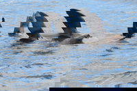 Twilight Sail Bruny Island, Hobart