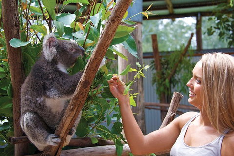 Private Guided Tour: Blue Mountains Tour From Sydney - Accommodation Cooktown 5