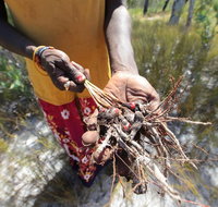 Gay-Wu Woman's 5 Day Yolngu Homeland Tour - Accommodation Cooktown