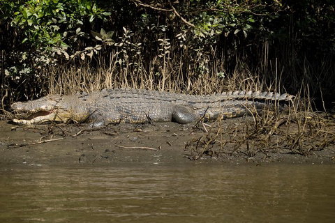 5-Day Best Of Cairns With Daintree, Kuranda, And Great Barrier Reef - Accommodation Cooktown 5