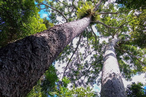 Paronella Park And Millaa Millaa Falls Full-day Tour From Cairns - Accommodation Cooktown 1