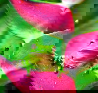 Cape Tribulation Mossman Gorge and Daintree Rainforest Premium Day Tour - Accommodation Cooktown