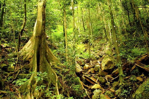 Barron Gorge And Kuranda National Park Half Day Rainforest And Waterfall 4WD Tour From Cairns - Accommodation Cooktown 4