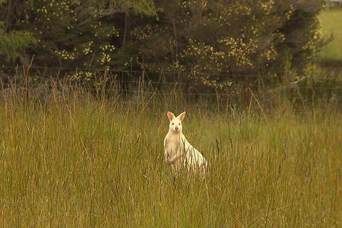 Bruny Island Day Trip From Hobart - Accommodation Cooktown 5